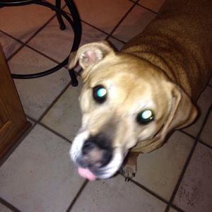 Meet your Posher, Molly